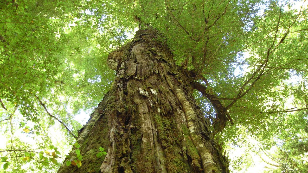Beech Tree Lodge Ohakune Bagian luar foto